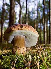 Steinpilz