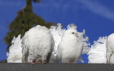 Indische Pfautaube - Indian dove