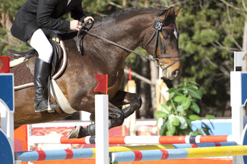 equestrian show jumping