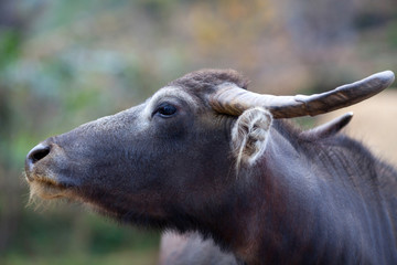 Water buffalo with huge horns