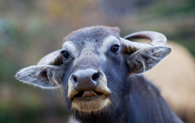 Fototapeta premium Water buffalo portrait