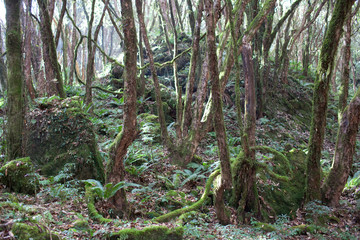 Fototapeta premium Mountain jungle (rhododendron forest) in Central Nepal