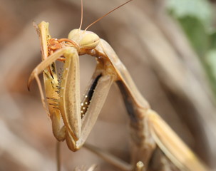 Le repas de la mante religieuse