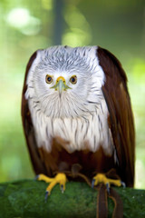 An eagle ready to pounce.