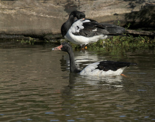 Obraz premium magpie goose