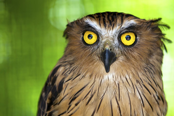 Close up of an Eagle owl with piercing yellow eyes.