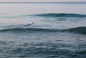 White heron on the ocean background