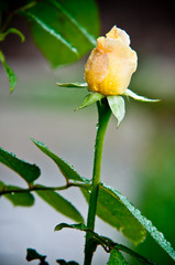fresh yellow rose