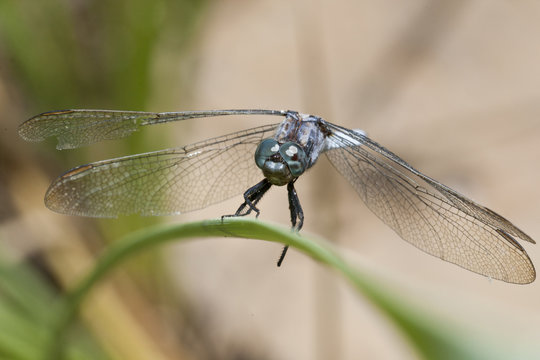keeled skimmer dragonfly