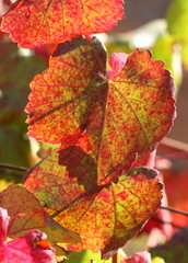 Feuilles de vigne en contre-jour