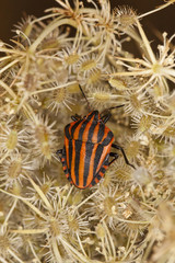 Striped shield bug