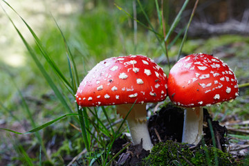 2 Amanita muscaria, poisonous
