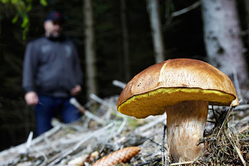 Boletus edulis and gatherer