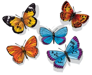 Küchenrückwand glas motiv Schmetterlings-Set © rtguest