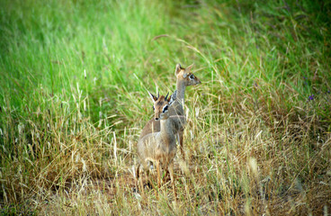 Dik-diks, Samburu Game Reserve, Kenya