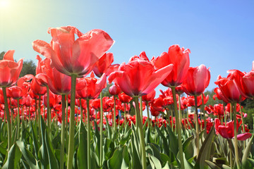 Red tulips in garden