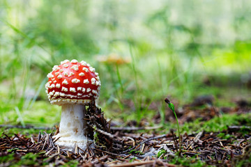 young Amanita muscaria, poisonous 02