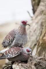 Speckled Pigeon