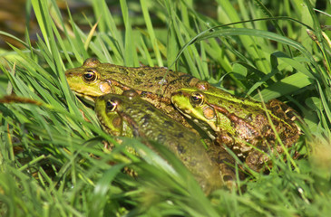 Tree big green frogs (American Bullfrog) sitting in the grass