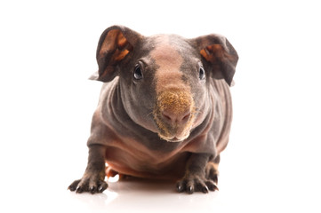 Obraz premium skinny guinea pig