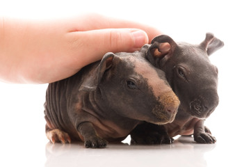 skinny guinea pigs