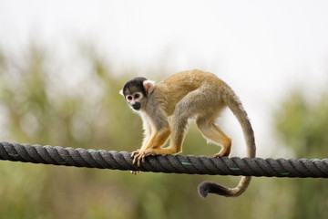 Black-capped Squirrel Monkey