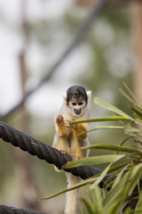 Squirrel Monkey