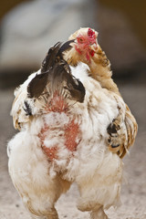 White chicken