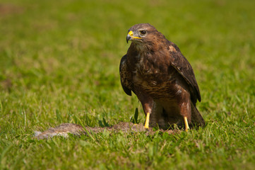 Buzzard with prey