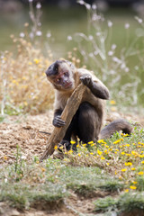 Obraz premium Black-capped Capuchin