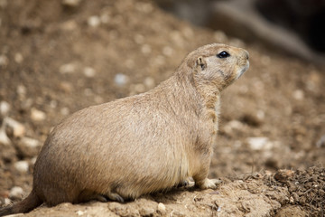 Prairie Dog
