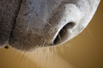snout of a donkey © Mauro Rodrigues
