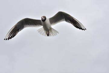 vol de mouette rieuse 3