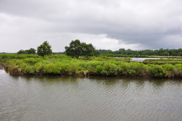 marais du bassin d'Arcachon 3