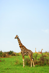 Giraffes in the african savannah, Uganda