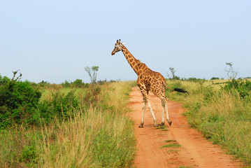Giraffe is crossing a road in the african savannah