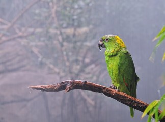Amazona auropalliata
