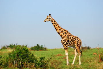 Giraffe in the african savannah, Uganda
