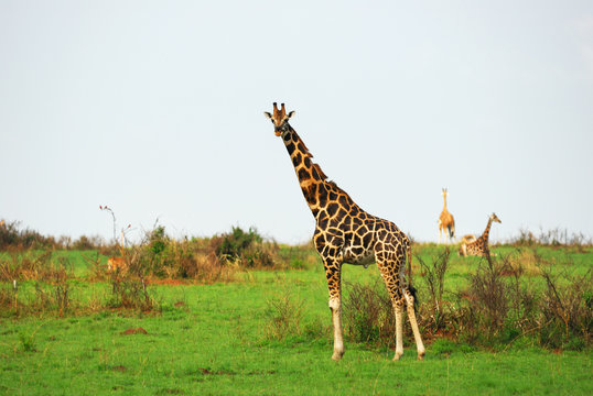 Giraffes in the african savannah, Uganda