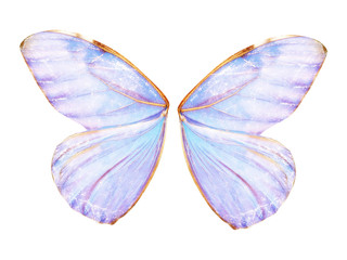 Fairy Wings - obrazy, fototapety, plakaty