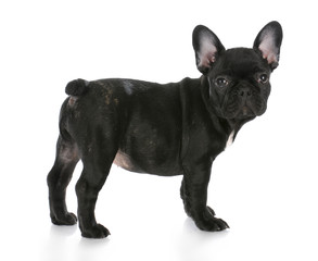 french bulldog standing