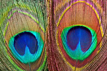 Obraz premium Peacock feathers.