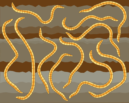 Worms
