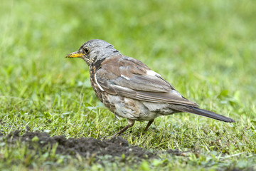 Song Thrush (Turdus philomelos)