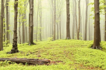 Spring fairytale forest with mist moving between the trees