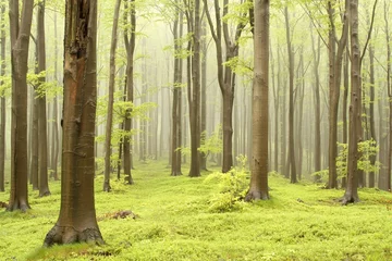 Photo sur Plexiglas Arbres Forêt de conte de fées de printemps avec brume se déplaçant entre les arbres