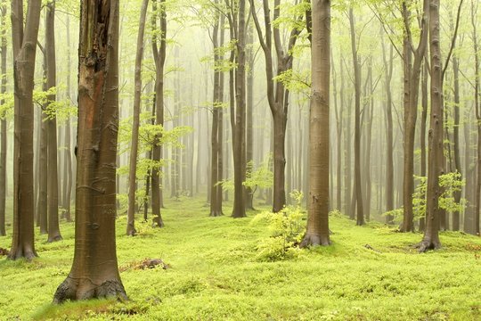 Spring fairytale forest with mist moving between the trees