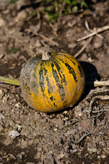 Pumpkin Detail