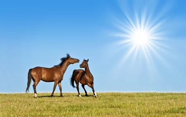 Fotobehang Deux chevaux galopant dans un pré © Delphotostock