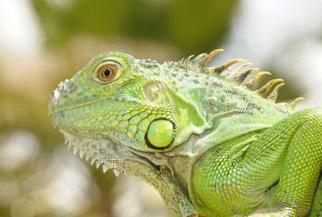 iguana,